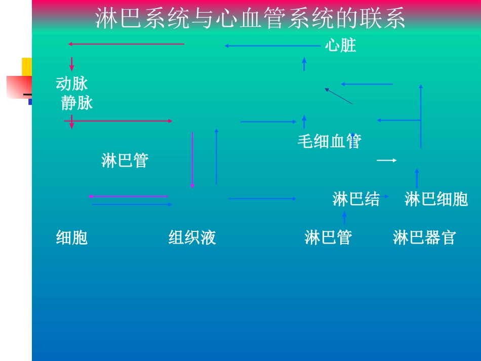 淋巴系统描述_第3页
