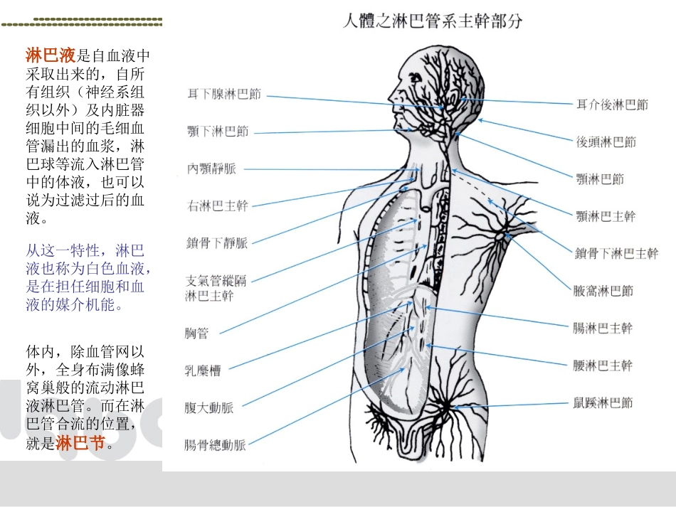 淋巴循环MCB描述_第3页