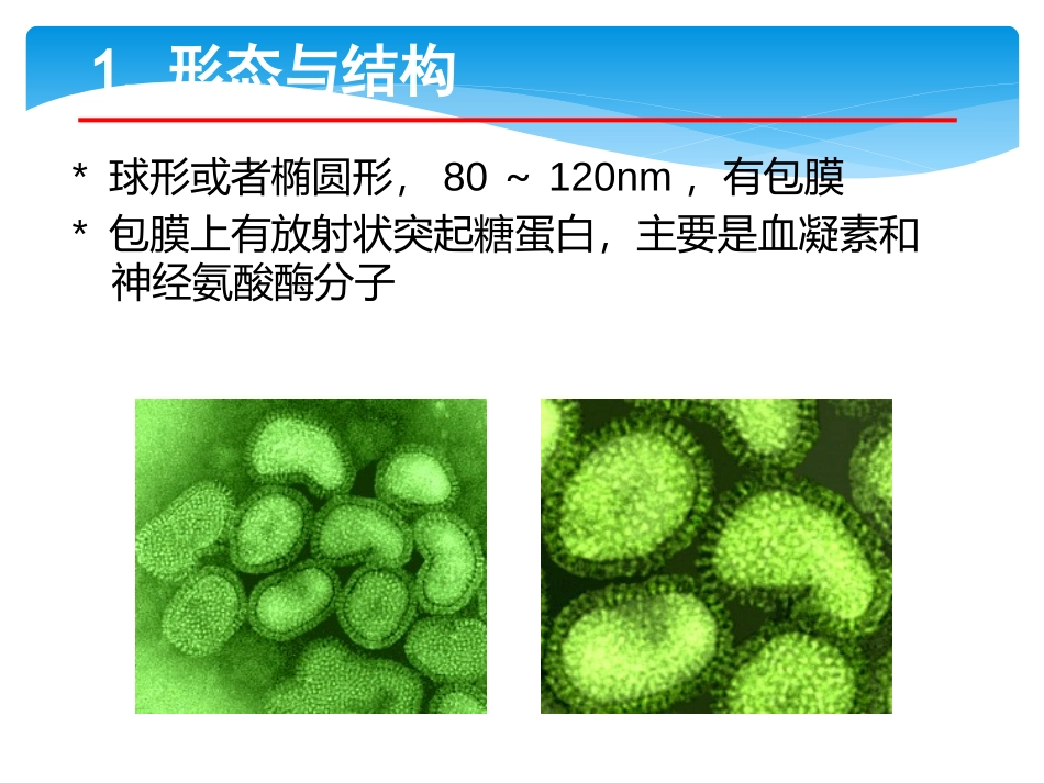 流行性感冒及病毒介绍_第3页