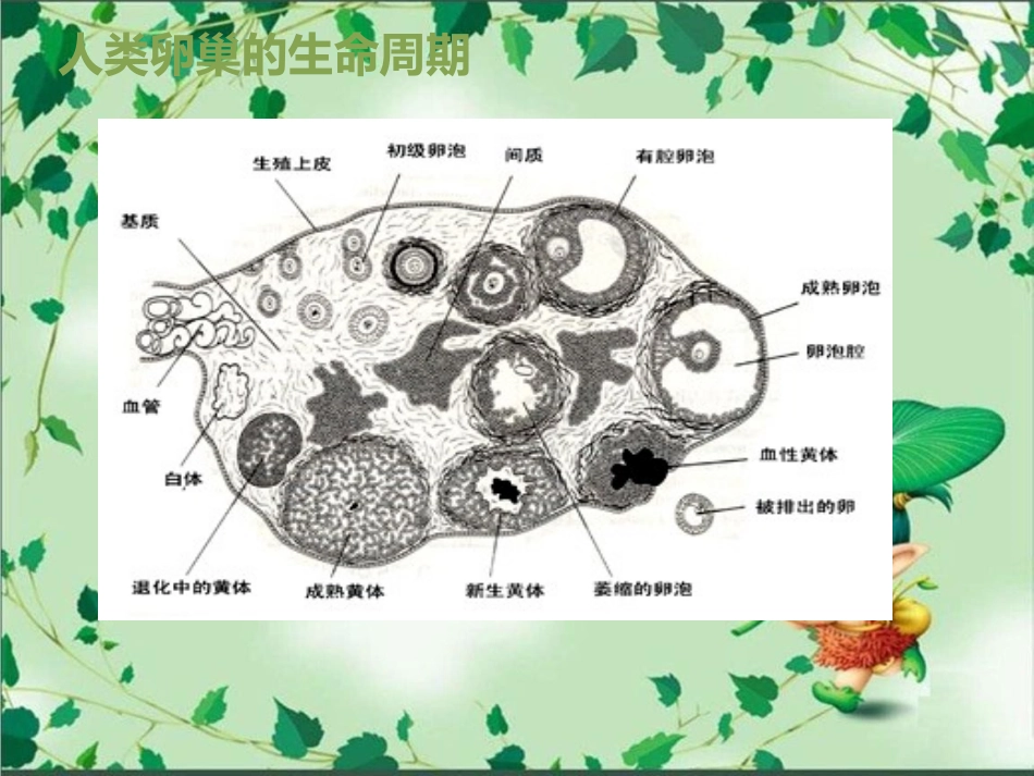卵巢黄体破裂出血护理查房_第3页