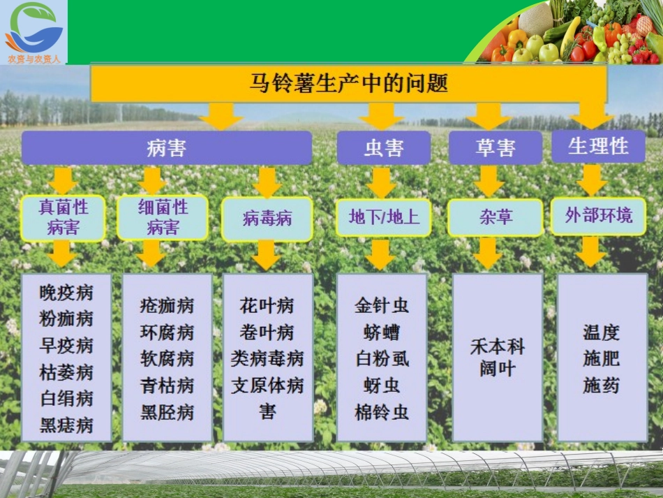 马铃薯病虫草害防治技术_第3页