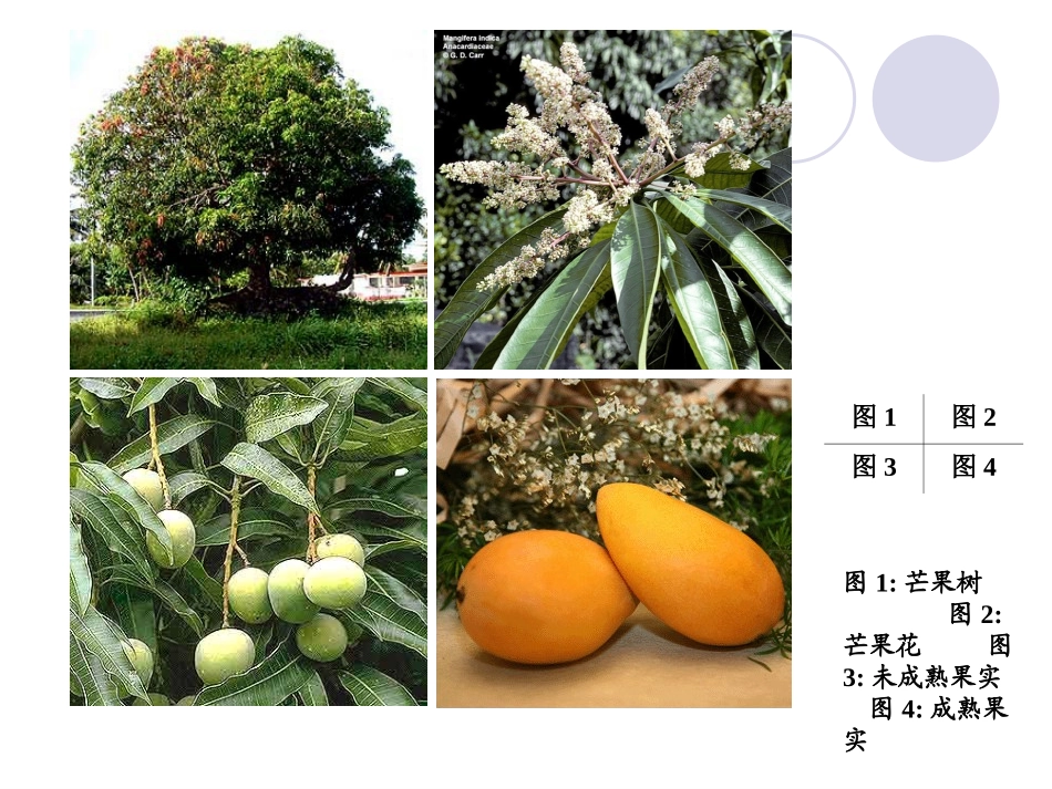 芒果常见病虫害一览表_第3页