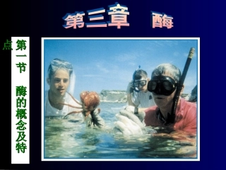酶的概念及特点
