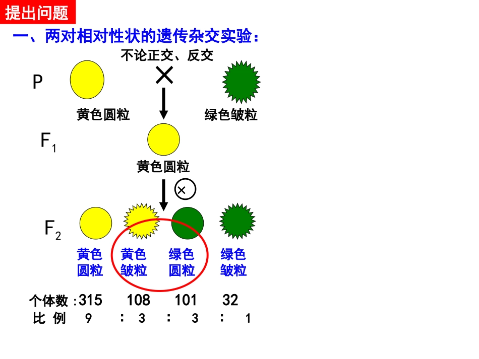 孟德尔的豌豆杂交实验_第2页