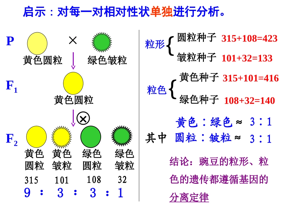 孟德尔的豌豆杂交实验_第3页