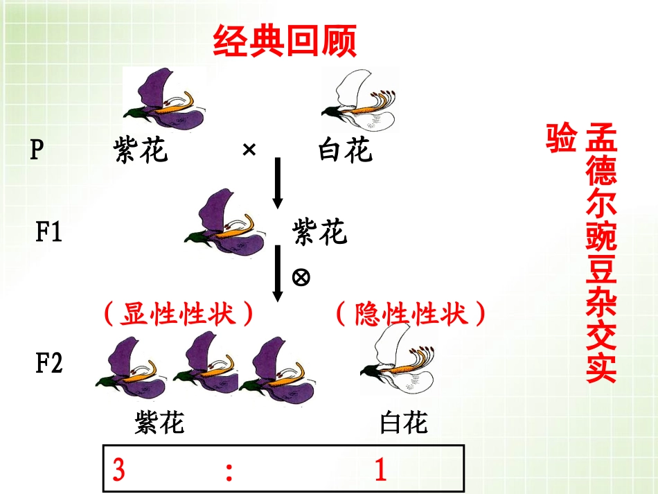 孟德尔遗传定律应用_第3页