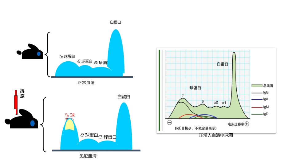 免疫球蛋白与抗体_第3页