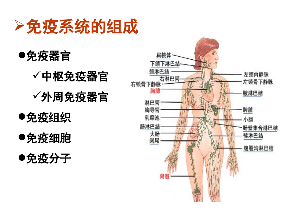 免疫组织和器官_第2页