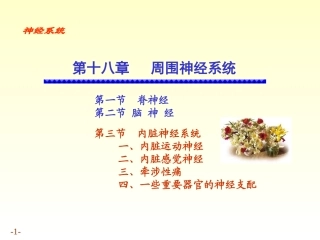 内脏神经的解剖结构