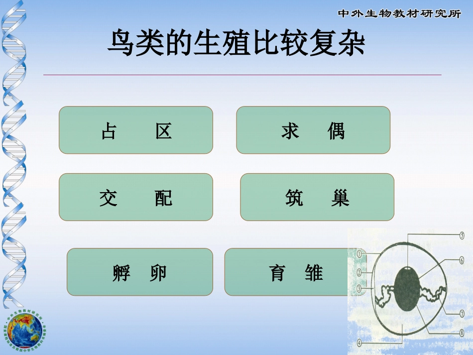 鸟类的生殖与发育_第2页