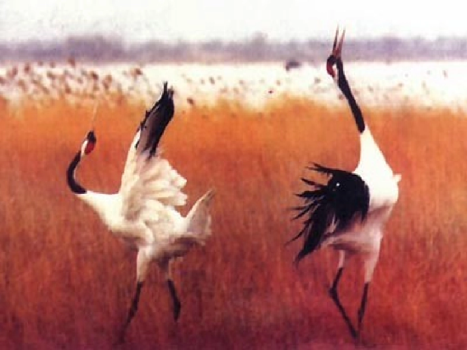 鸟类的生殖与发育_第3页