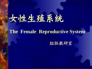 女性生殖系统