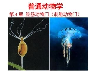 普通动物学腔肠动物门上课版