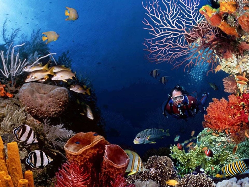 腔肠动物修改_第2页