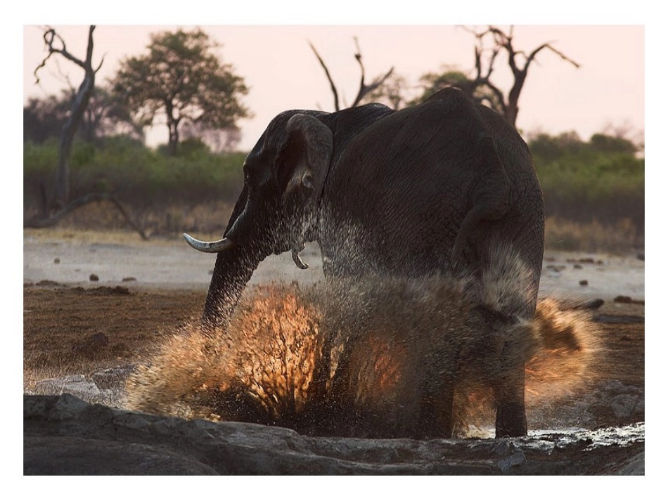 腔肠动物修改_第3页