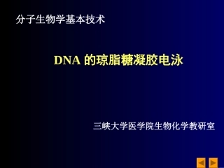 琼脂糖凝胶天然琼脂