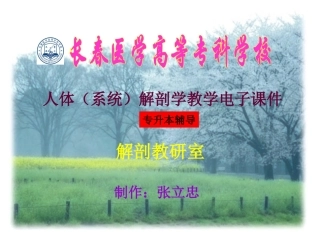 躯干骨和四肢骨