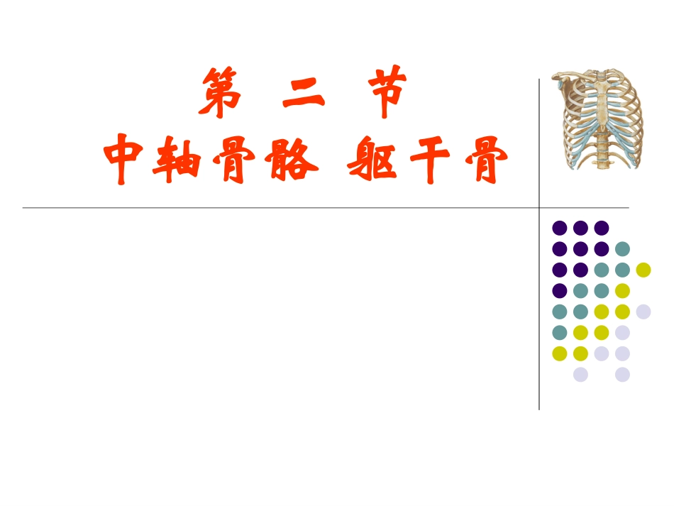 躯干骨人体解剖学_第1页