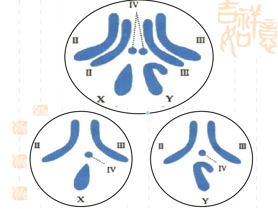 染色体数目结构变异_第3页