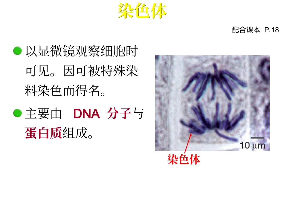 染色体与细胞分裂_第3页