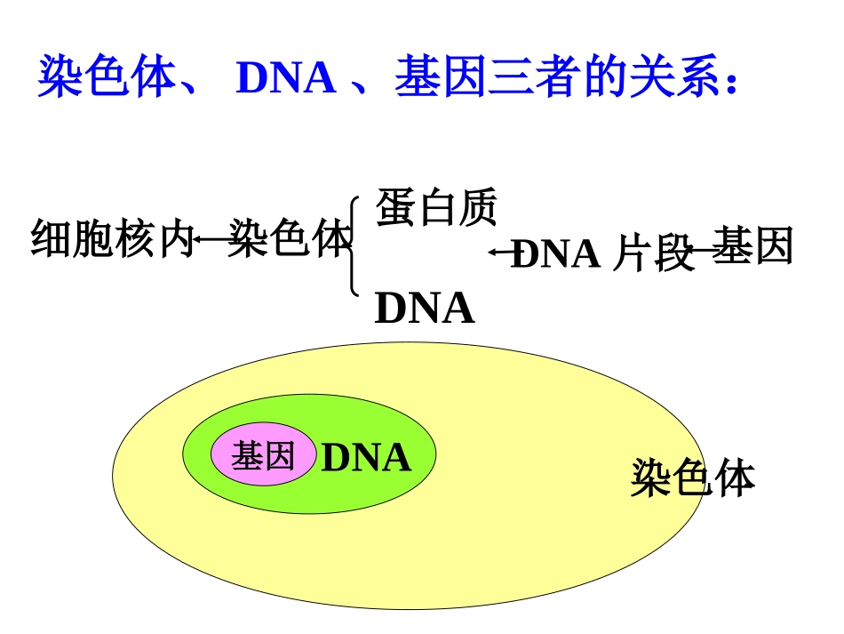 人的性状和遗传课件_第1页
