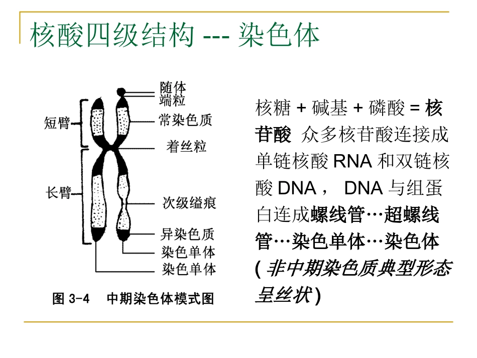 人类染色体畸变_第3页