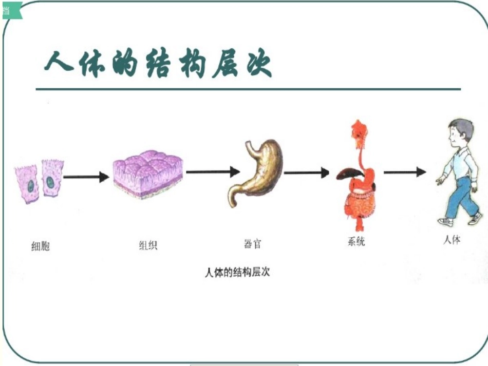 人体八大系统_第3页