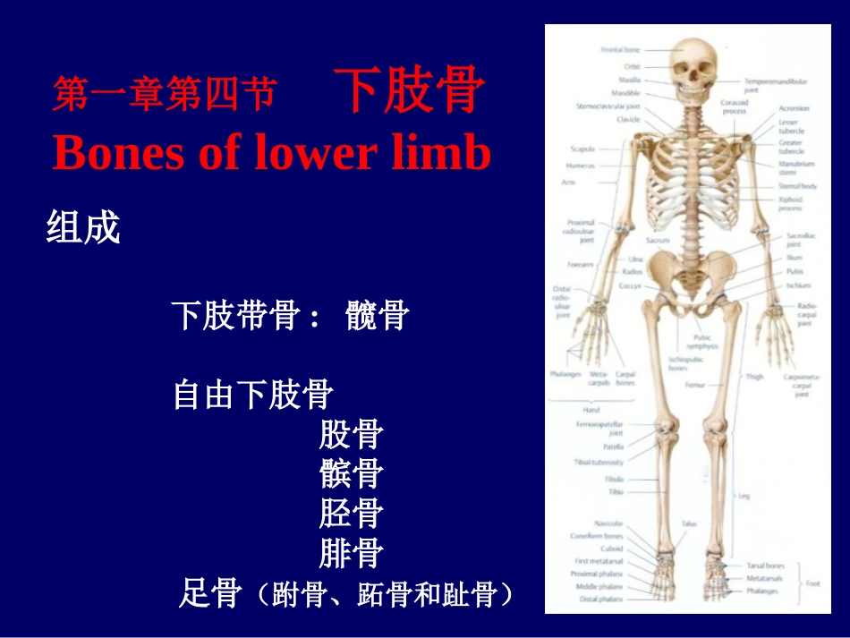人体解剖下肢骨及其连结_第2页