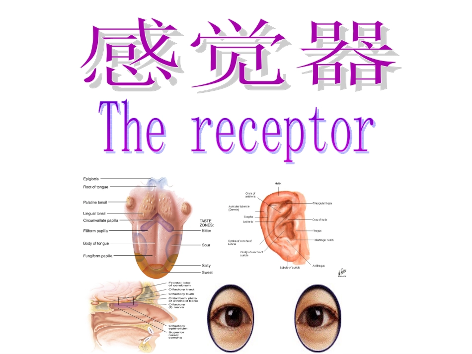 人体解剖学感觉器官_第1页