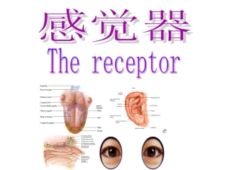 人体解剖学感觉器官