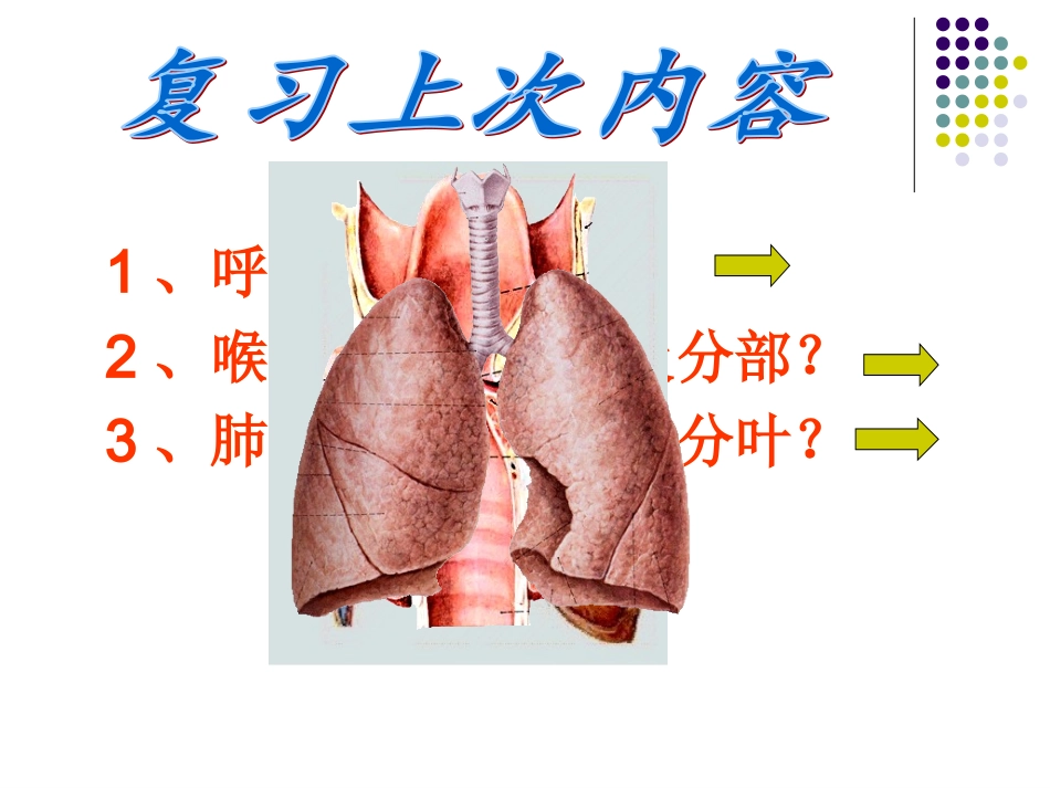 人体解剖学泌尿_第3页