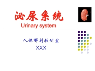 人体解剖学泌尿