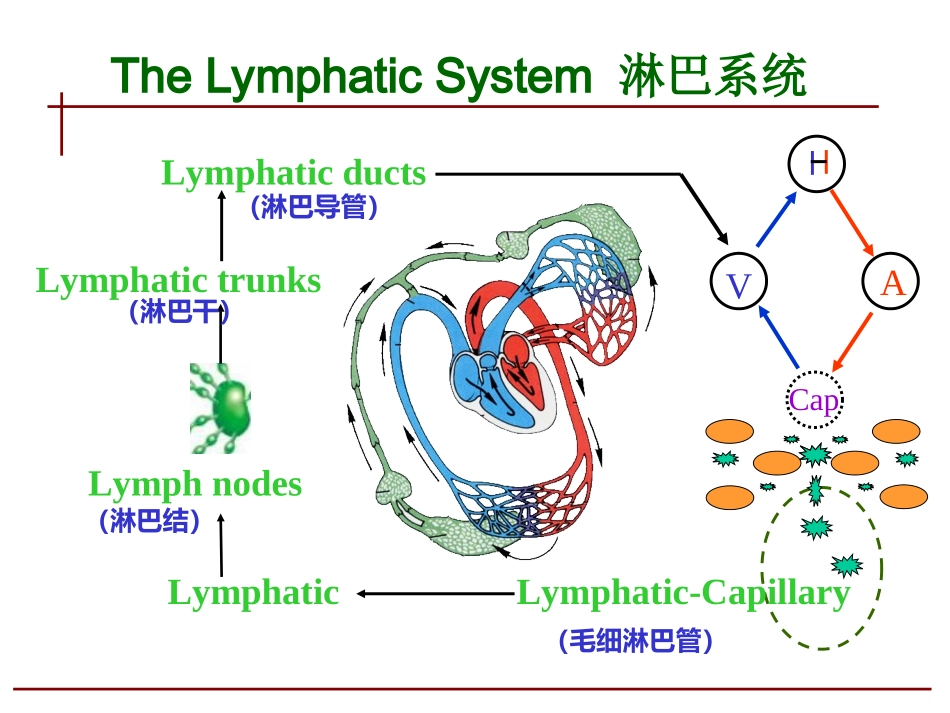 人体淋巴系统_第3页
