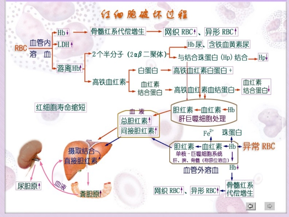 溶血性贫血专题讲座课件_第3页