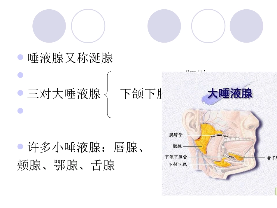 腮腺及面神经解剖及临床_第2页