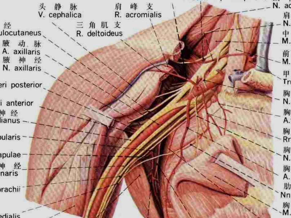 上下肢神经课件_第2页