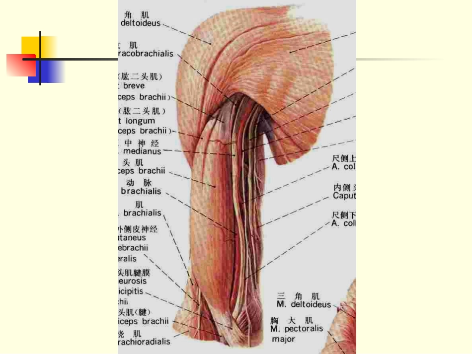 上下肢神经课件_第3页