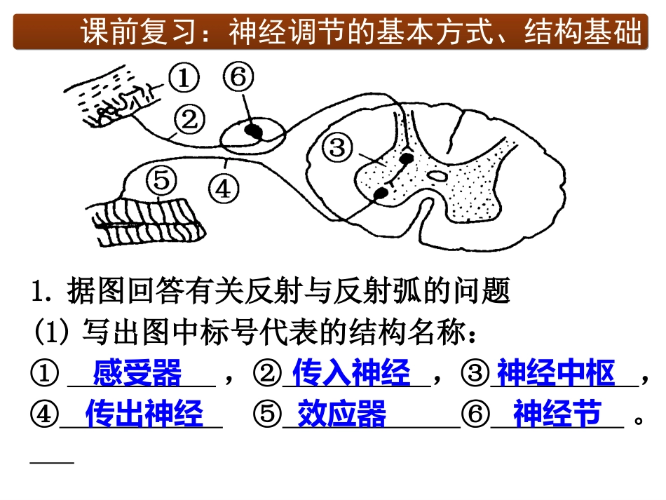 神经冲动的产生传导和传递_第3页