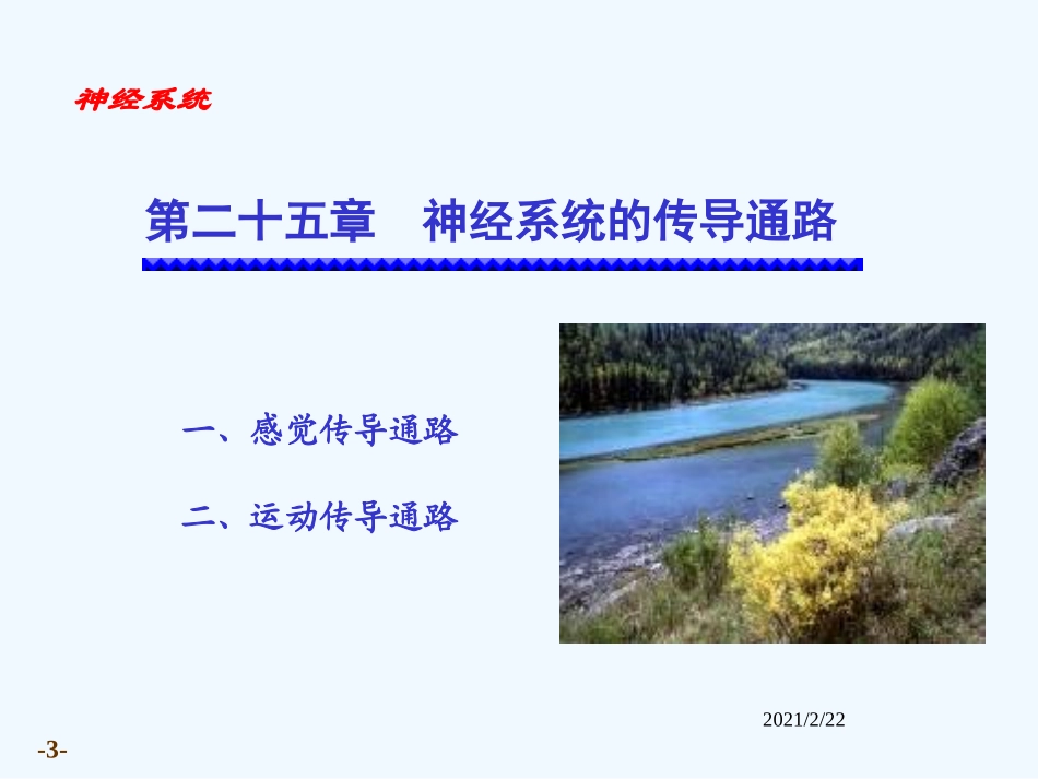 神经传导通路_第3页