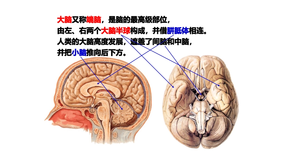神经解剖额叶_第2页