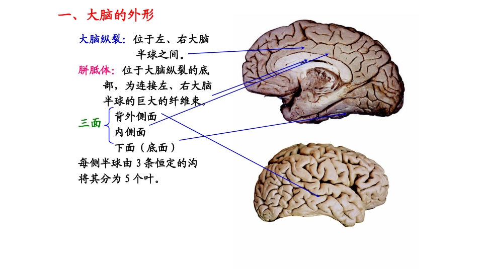 神经解剖额叶_第3页