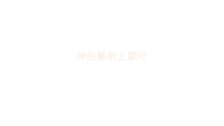 神经解剖额叶