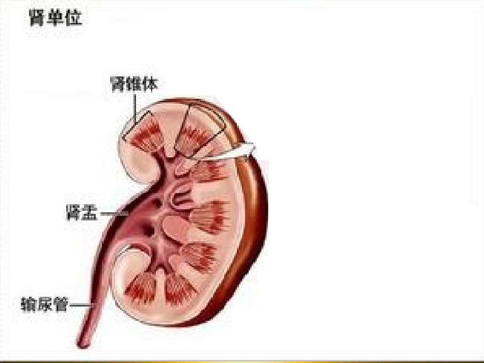 肾小管酸中毒汇总课件_第1页