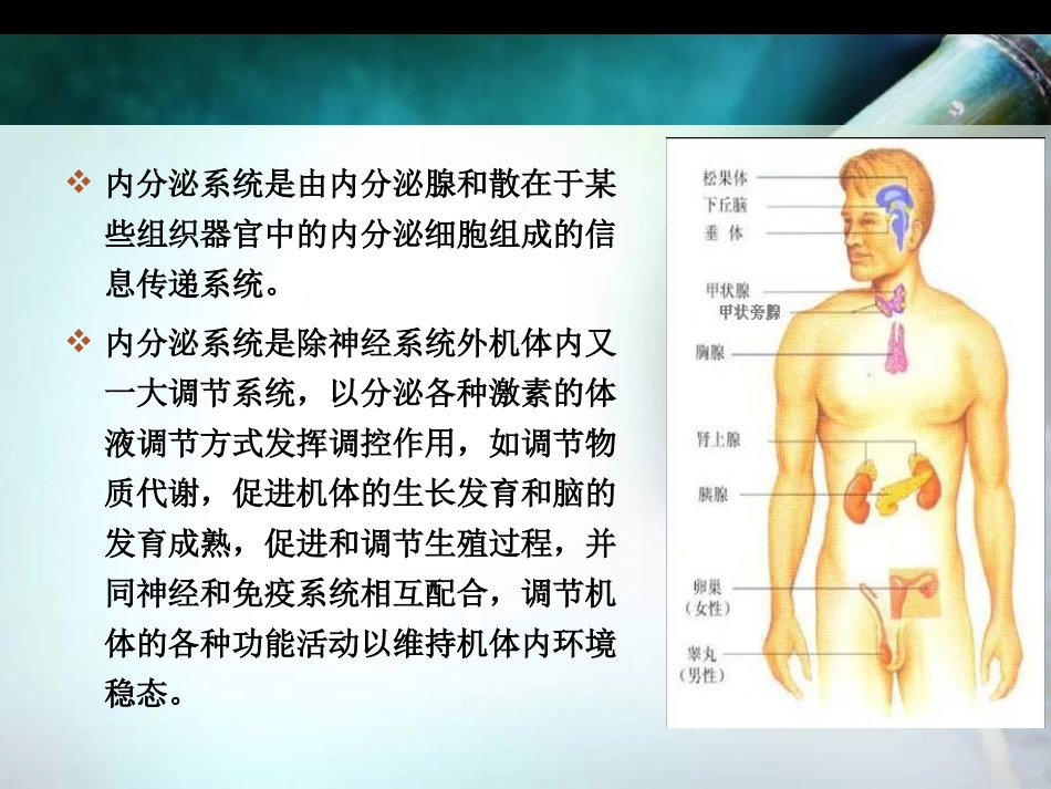 生理学第十一章_第2页