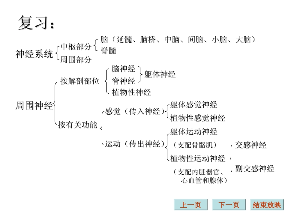 生理学课件神经系统完整_第2页