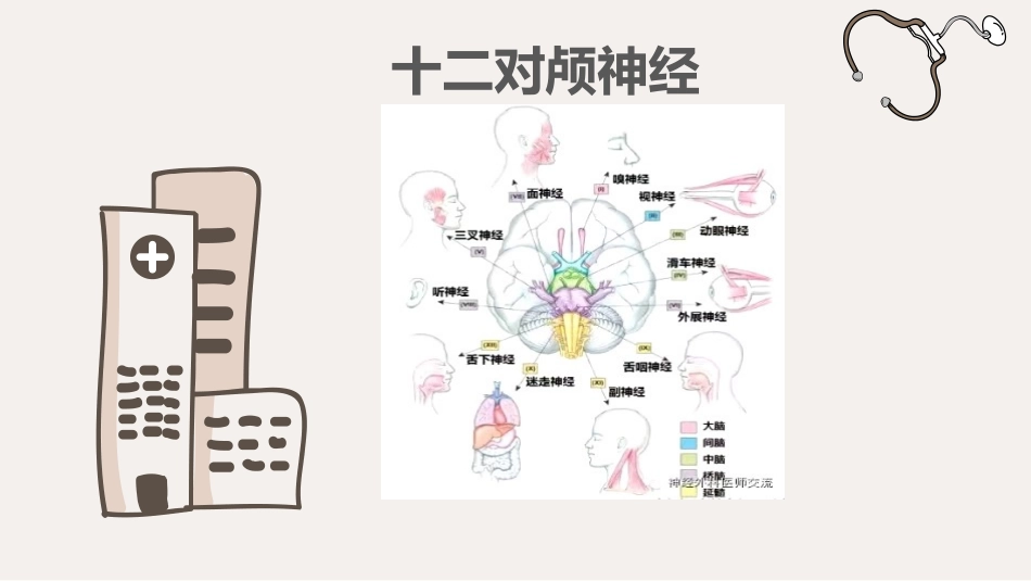 十二对脑神经_第1页