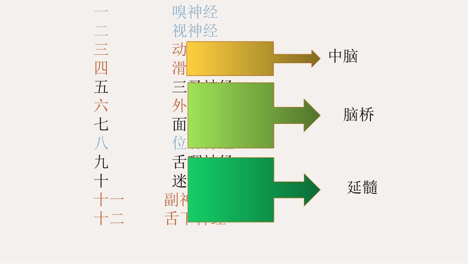 十二对脑神经_第3页