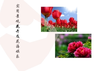 实用景观花卉及花海娱乐