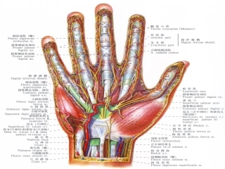手的神经肌肉解剖课件