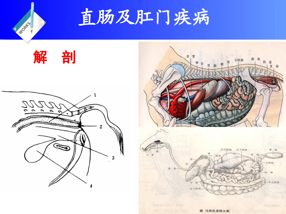 兽医外科学直肠及肛门疾病_第2页